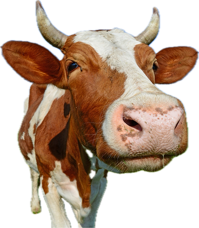simple, cut out photo, brown and white cow, sideways, blasé expression