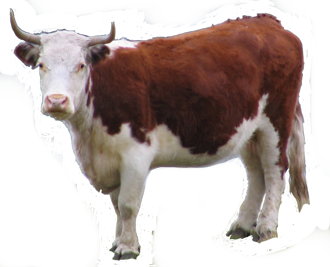 simple, cut out photo, brown and white cow, sideways, blasé expression